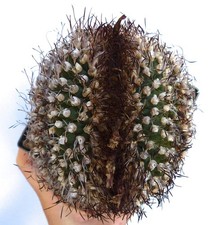 Turbinicarpus alonsoi crested - alonsoi,