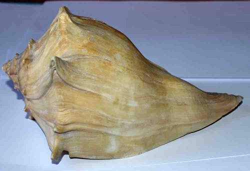 Sea shell coquillages - sea,