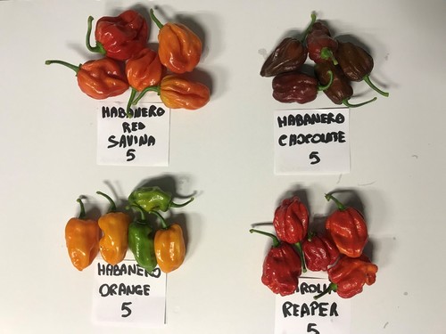 Pepper bio freschi - pepper,