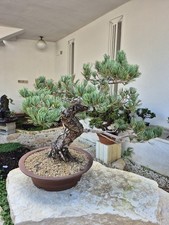Bonsai di pinus pentaphylla
