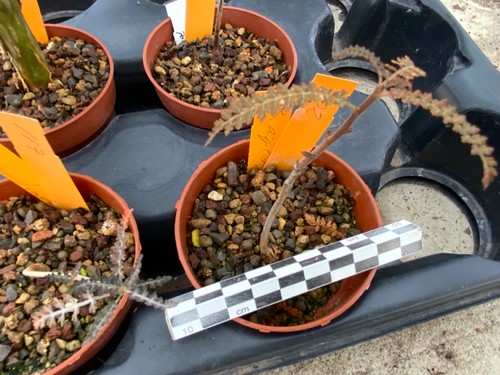 329 boswellia asplenifolia - boswellia,