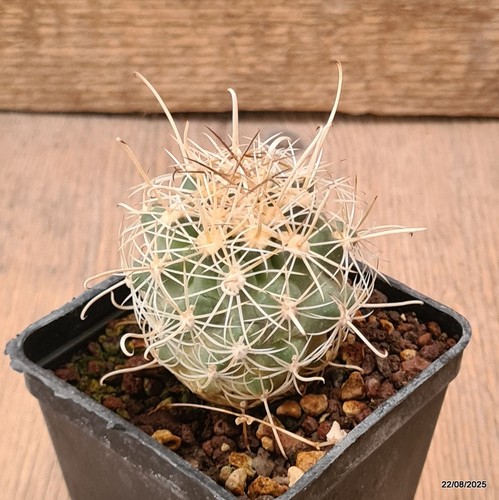 D6165 sclerocactus wrightiae - sclerocactus,
