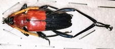 Cerambycidae Pachyteria
