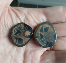 Septaria nodule poli 2,8 x 2,4 cm poids total 17,60 g /  Maroc