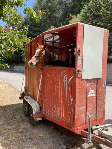 Van per trasporto cavalli - van,
