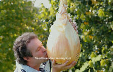 CIPOLLA GIALLA GIGANTE, 50 SEMI + OMAGGIO