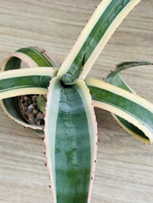 Agave americana f. variegata 