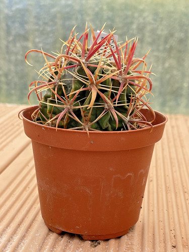 Ferocactus latispinus vaso - ferocactus,