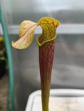 Sarracenia  Cv.  'Golden-Red