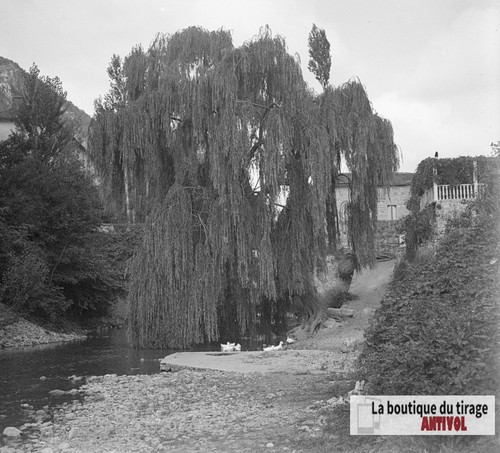 Grand salice piangente fiume - salice, piangente,