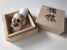 Memento mori Vanitas Skull