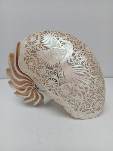 Conchiglia nautilus intagliata - conchiglia,