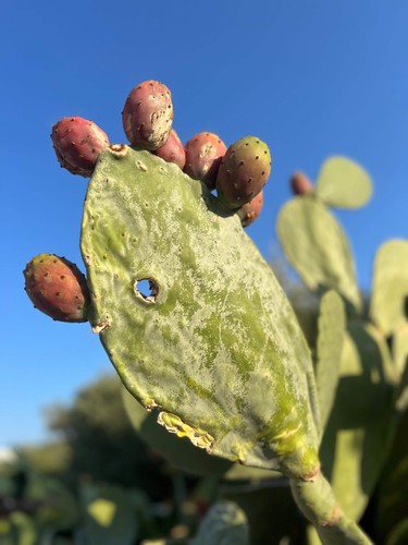 Opuntia ficus indica 1000 - opuntia, ficus-indica