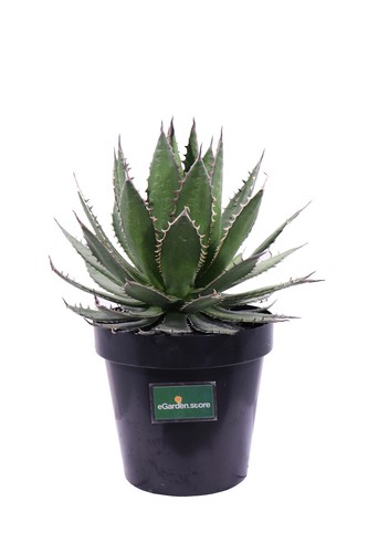 Pianta agave - pianta,