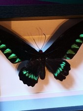 Farfalla da Collezione