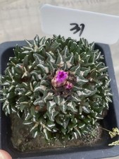 Multi Headskotschoubeyanus