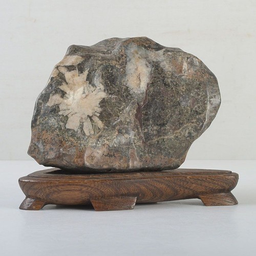 Pietra crisantemo suiseki - pietra,