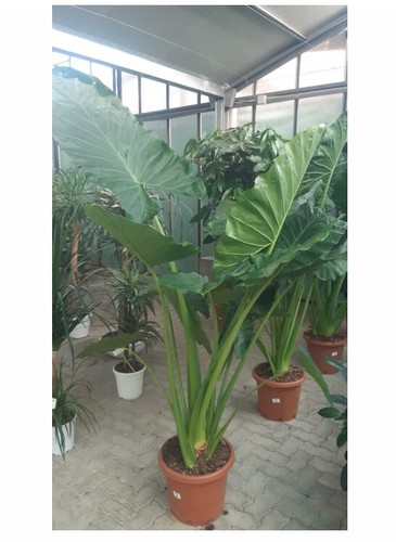 Aloe arborescens - aloe,
