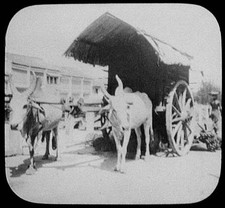 Bullocks tirando grande