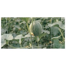 Rete Per Rampicanti H 2X 10 M