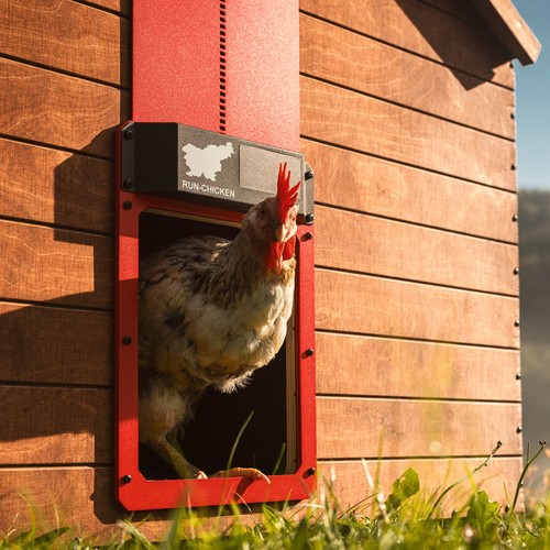 Originale run chicken door - run-chicken,