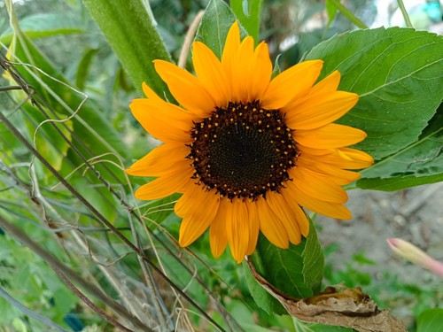 Semi girasole cerchio - di,