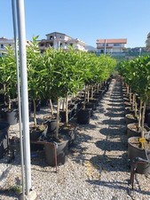 PIANTE DI LIMONI ARANCE