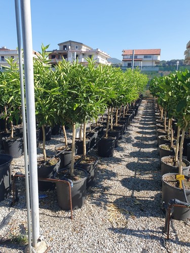 Piante limoni arance - di,