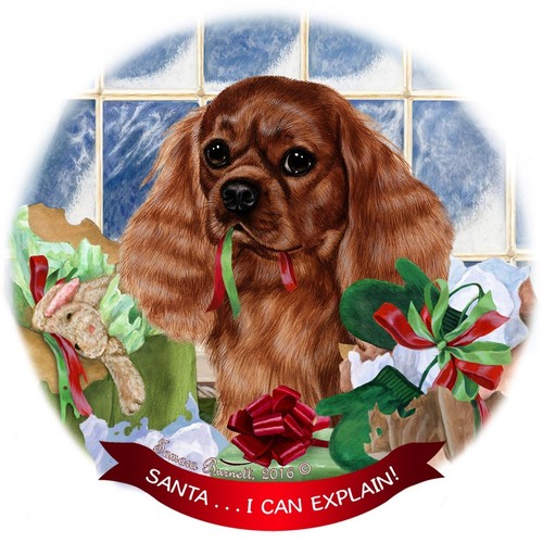 Cavalier king carlo - cavalier, cane