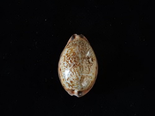 Sea shell cypraea - sea,