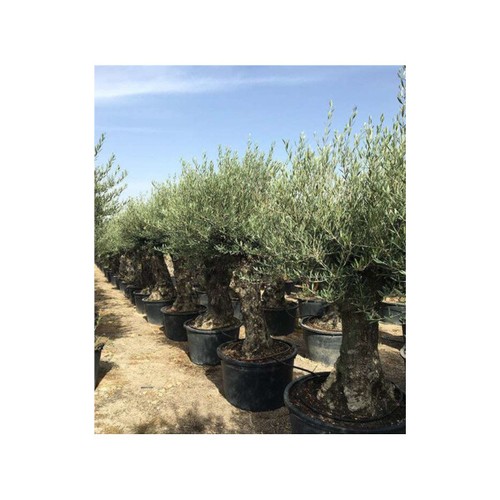 Ulivo olivo olea europea - olivo, "olea