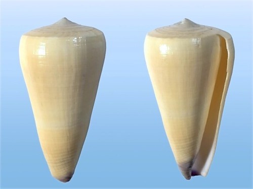 Conidae conus virgo - conidae,, praslin
