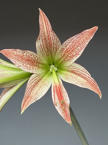 Hippeastrum exotic star - hippeastrum, x