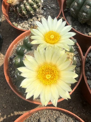 Notocactus uebelmannianus
