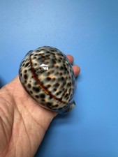 93 mm | Cypraea Tigris