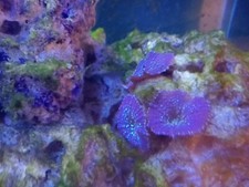 reef tank marine tank, full