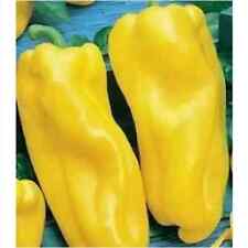 PEPE NOCERA GIALLO, 25 semi + OMAGGIO