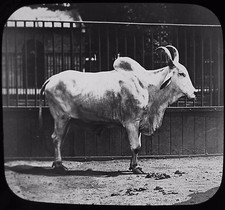 Glass Magic Lantern Slide