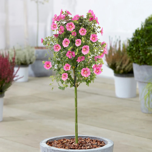 Anisodontea elegans princess - anisodontea,