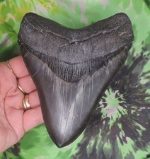 Dente di squalo megalodonte 5
