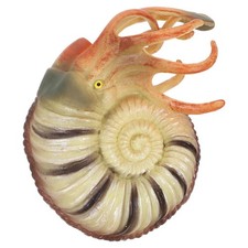  Animali Marini Giocattolo