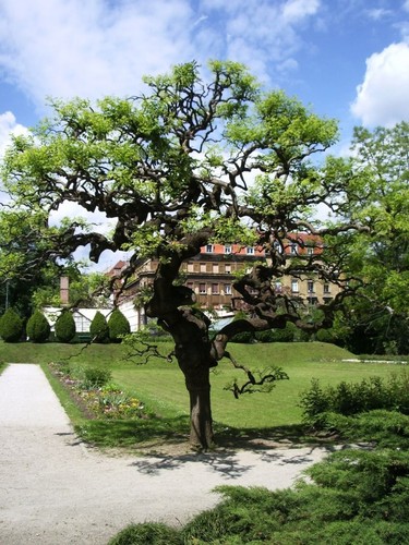 Acacia del giappone sophora - del, "sophora