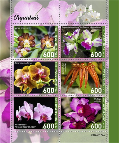 Orchidee