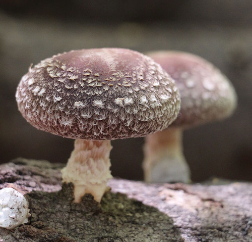 Lentinula edodes shiitake 7 - lentinula, rl-7