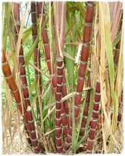 Pianta CANNA DA ZUCCHERO