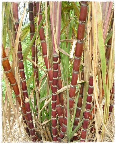 Pianta canna zucchero - canna,