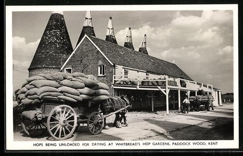 Paddock wood luppolo che - ak,