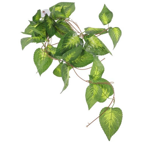 Rettili terrario piante - rettili,