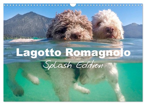Lagotto romagnolo splash - lagotto,