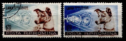 Cagnolina laika primo pilota - laika,,